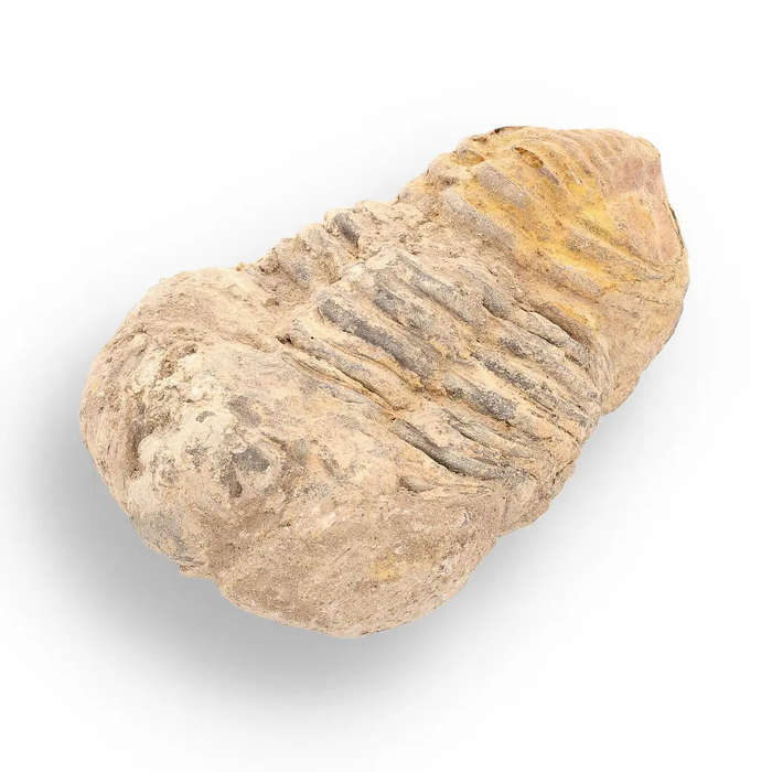 Calymene Trilobite Fossil  Ancient Life Captured in Rock