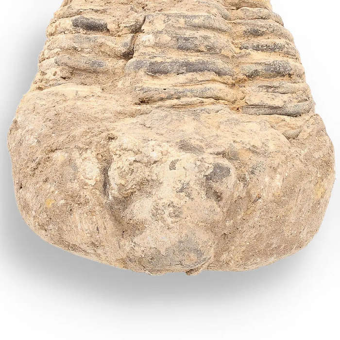Calymene Trilobite Fossil  Ancient Life Captured in Rock