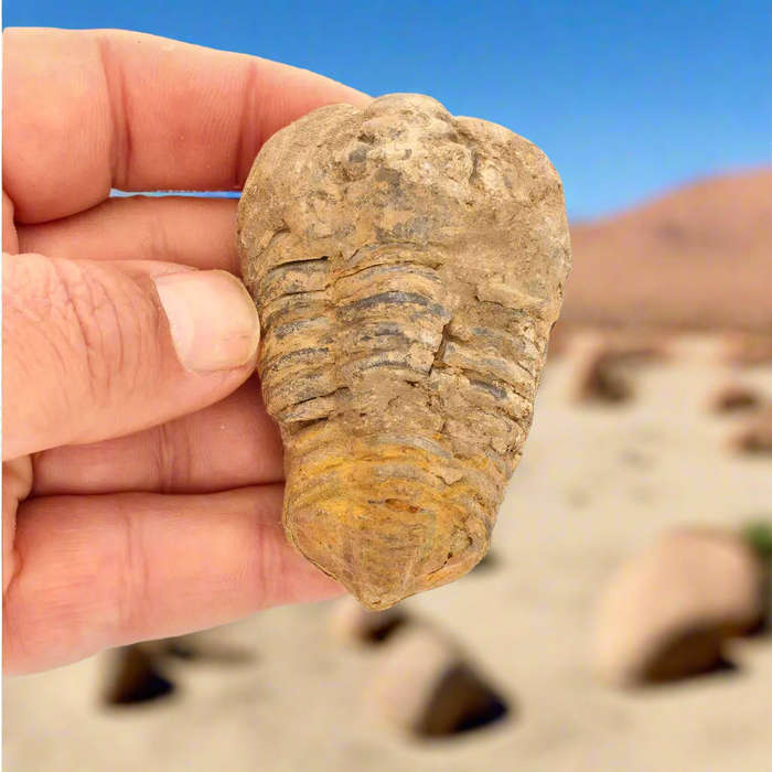 Calymene Trilobite Fossil  Ancient Life Captured in Rock