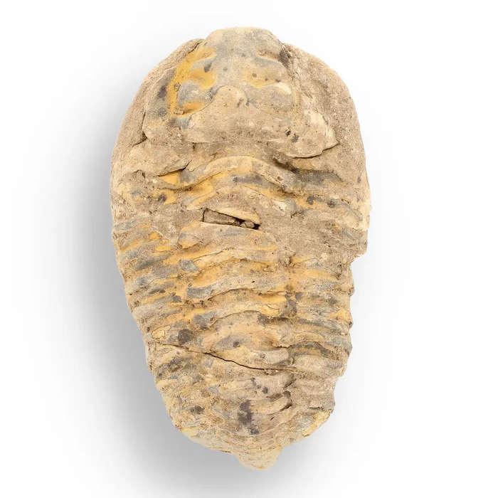 Calymene Trilobite Fossil  A Piece of Prehistoric History