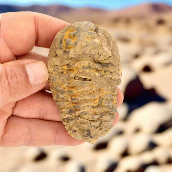 Calymene Trilobite Fossil  A Piece of Prehistoric History
