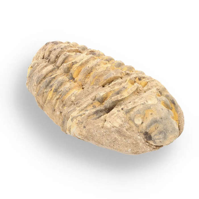 Calymene Trilobite Fossil  A Piece of Prehistoric History