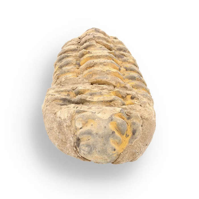 Calymene Trilobite Fossil  A Piece of Prehistoric History