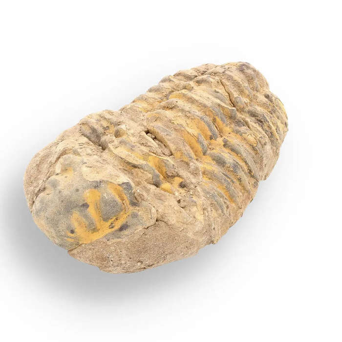 Calymene Trilobite Fossil  A Piece of Prehistoric History