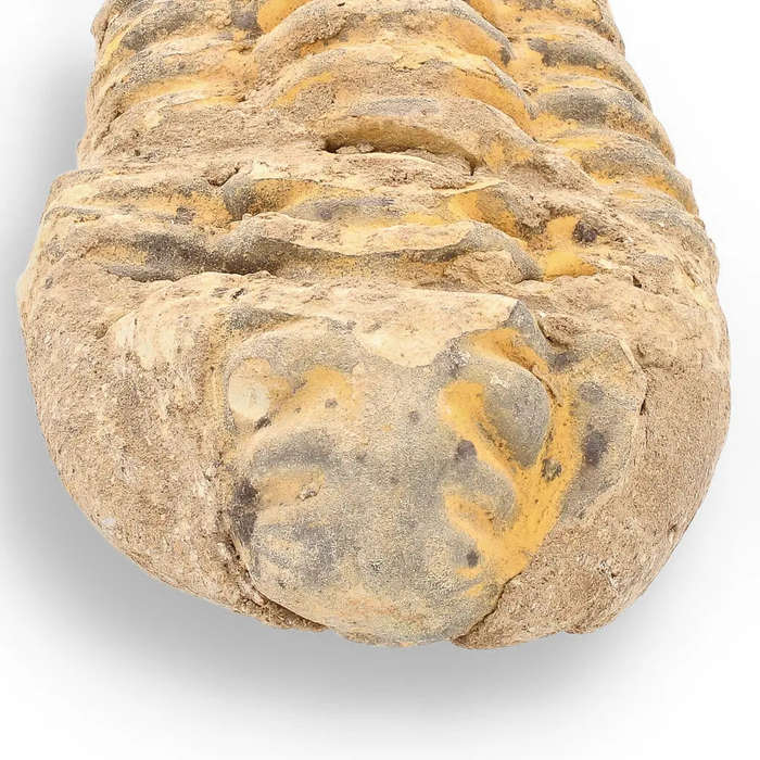 Calymene Trilobite Fossil  A Piece of Prehistoric History