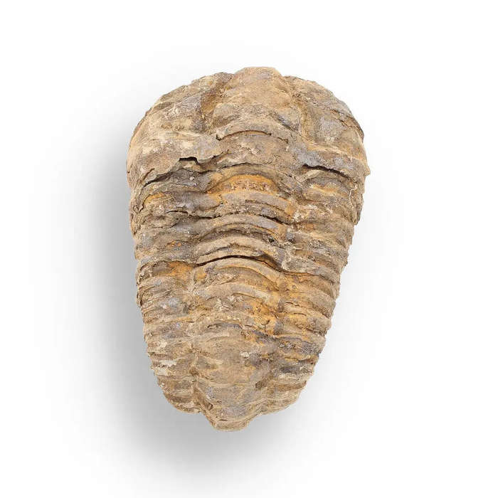 Calymene Trilobite Fossil  400 Million Years in the Making