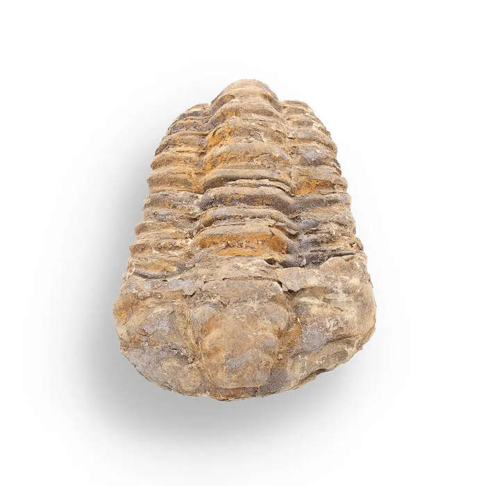 Calymene Trilobite Fossil  400 Million Years in the Making