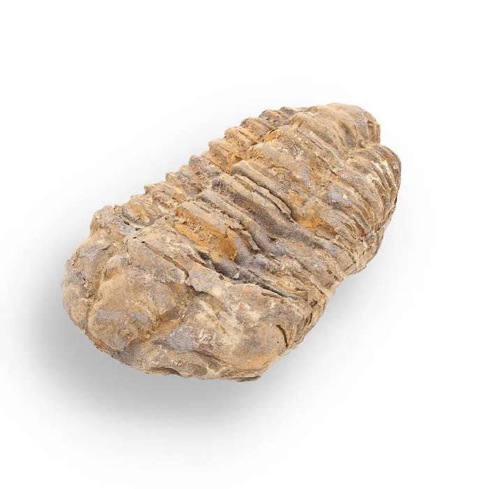 Calymene Trilobite Fossil  400 Million Years in the Making