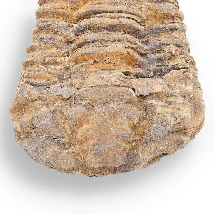 Calymene Trilobite Fossil  400 Million Years in the Making