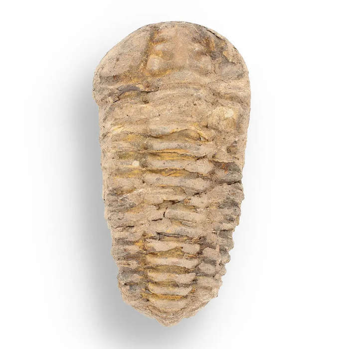 Calymene Trilobite Fossil  A Glimpse into Earth's Past
