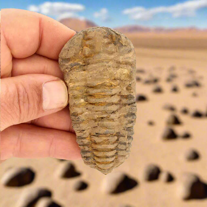 Calymene Trilobite Fossil  A Glimpse into Earth's Past