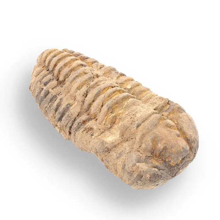 Calymene Trilobite Fossil  A Glimpse into Earth's Past