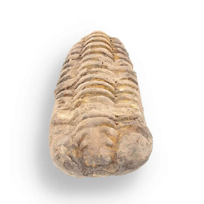 Calymene Trilobite Fossil  A Glimpse into Earth's Past