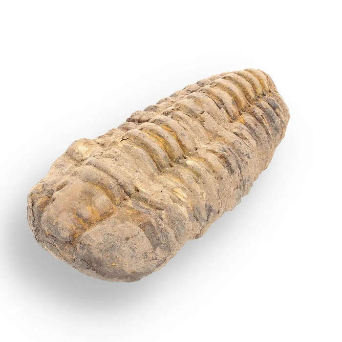 Calymene Trilobite Fossil  A Glimpse into Earth's Past