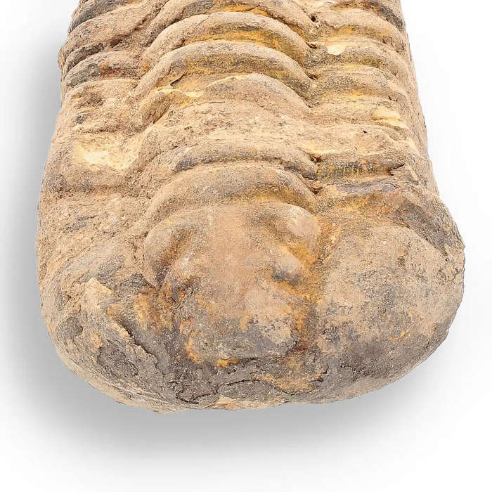 Calymene Trilobite Fossil  A Glimpse into Earth's Past