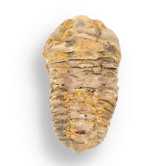 Calymene (Colpocoryphe) Trilobite Fossils  Evolutions Stunning Footprints