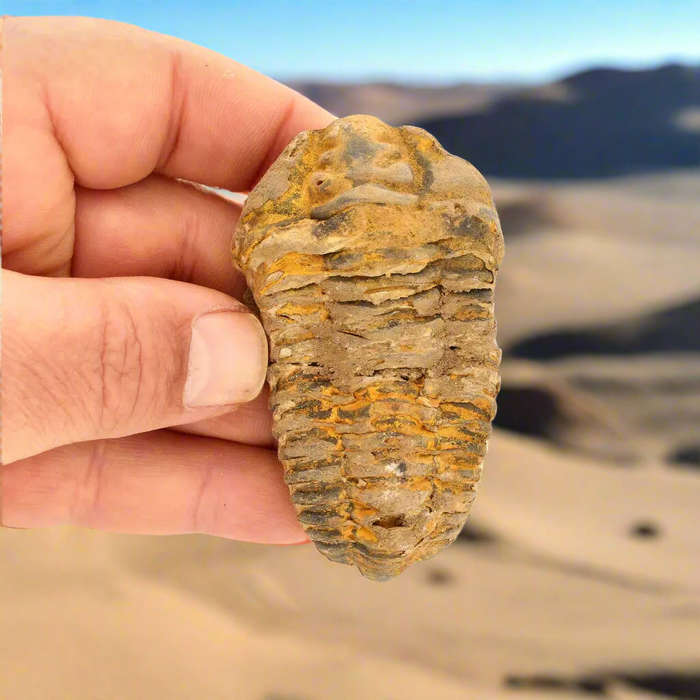 Calymene (Colpocoryphe) Trilobite Fossils  Evolutions Stunning Footprints
