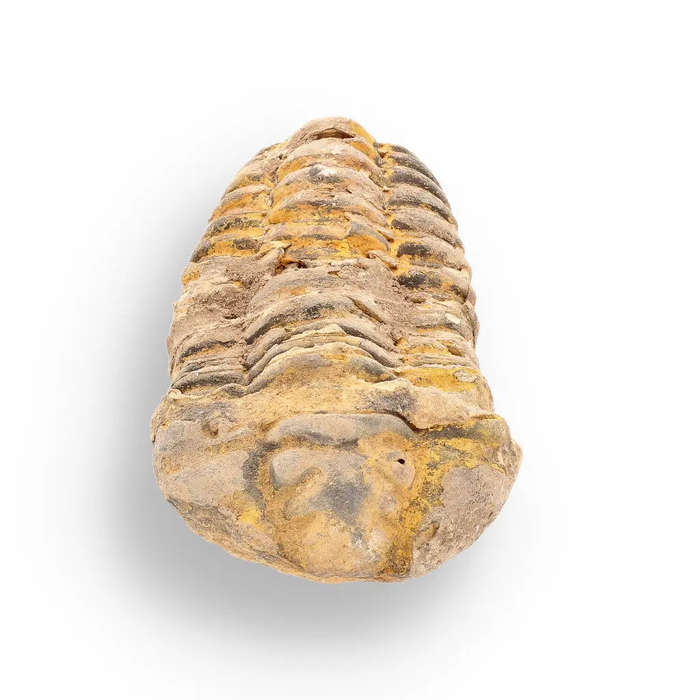 Calymene (Colpocoryphe) Trilobite Fossils  Evolutions Stunning Footprints