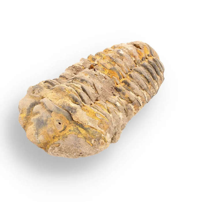 Calymene (Colpocoryphe) Trilobite Fossils  Evolutions Stunning Footprints