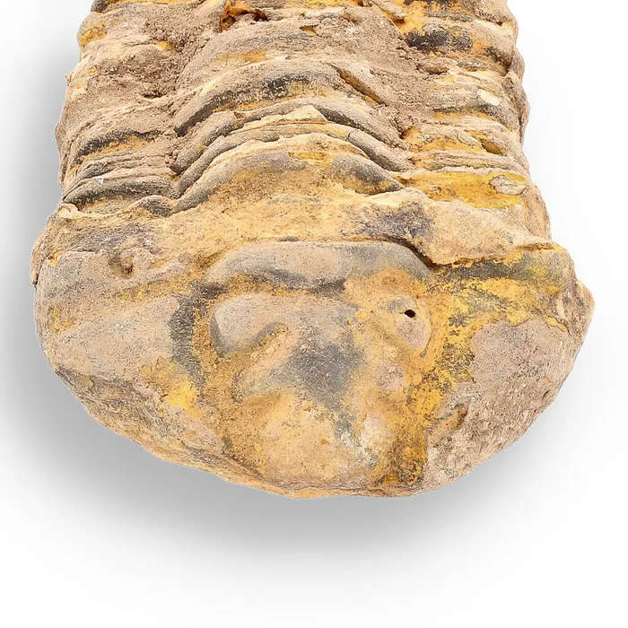 Calymene (Colpocoryphe) Trilobite Fossils  Evolutions Stunning Footprints