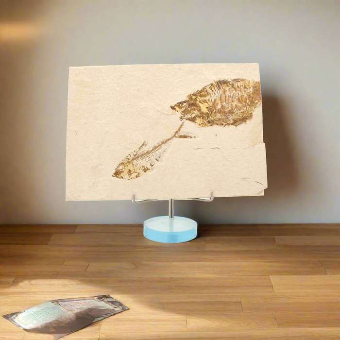 Fossilized Knightia Fish (Green River)