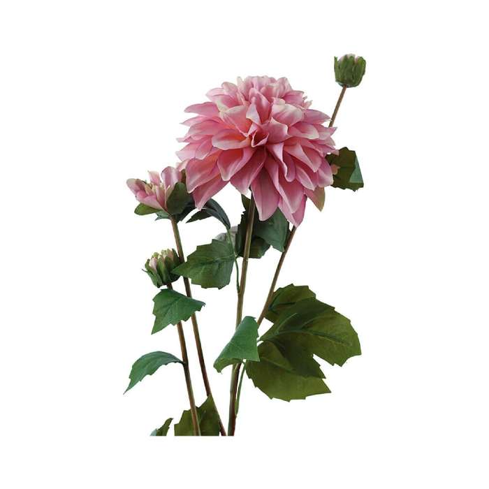 Pink Dahlia Stem