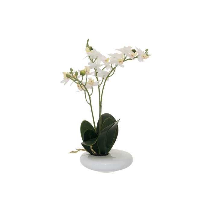 Mini White Potted Orchid