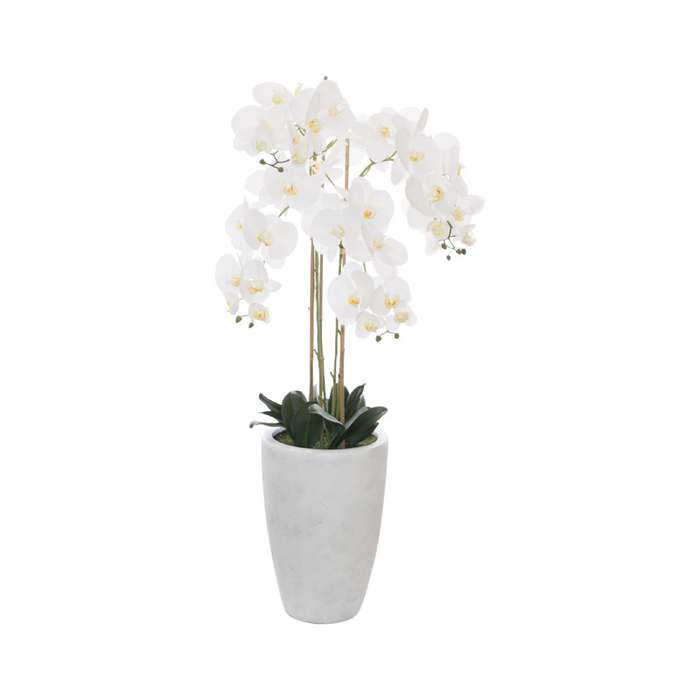 Tall White Orchid in Ceramic Pot