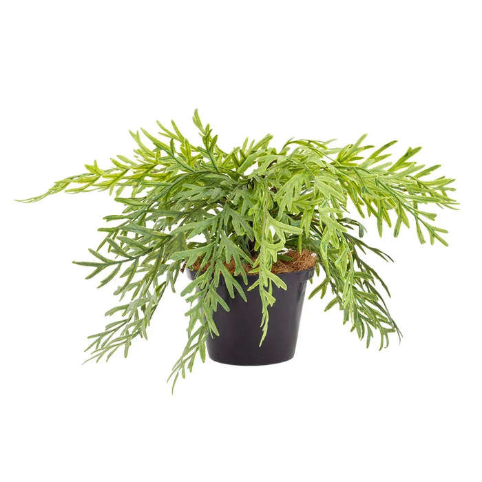 Fern - Enchanting