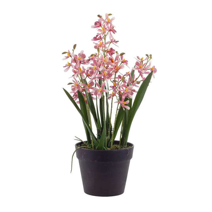 Orchid - Pink Cymbidium