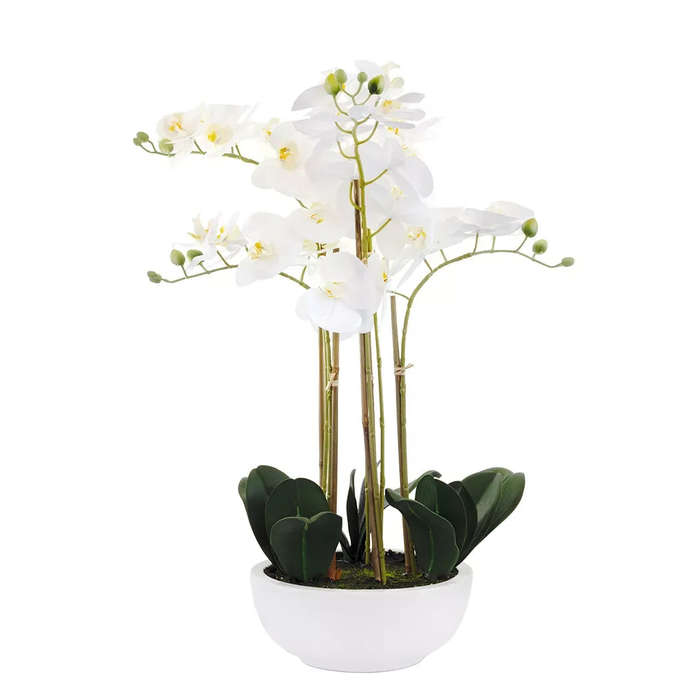 Orchid - Smooth Ceramic Planter XL