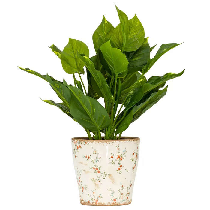 Pothos Epipremnum Aureum - 38cm