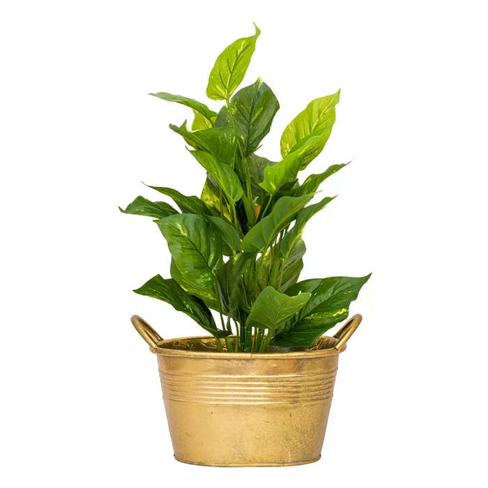 Pothos Epipremnum Aureum - Large 54cm