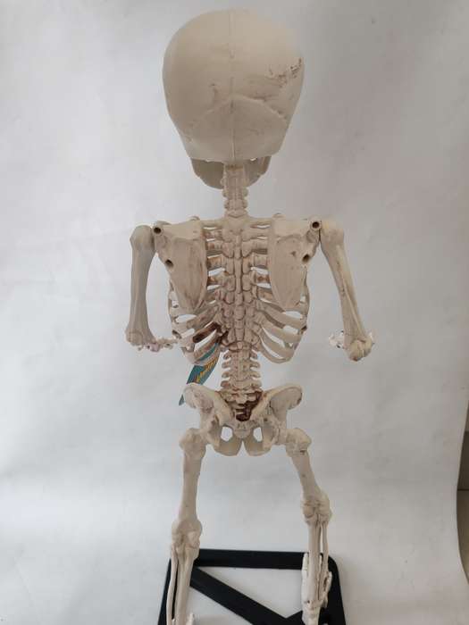 Educational Skeleton Model On A Stand With A Movable Jaw & Shoulders - 55cm