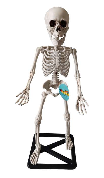 Educational Skeleton Model On A Stand With A Movable Jaw & Shoulders - 55cm