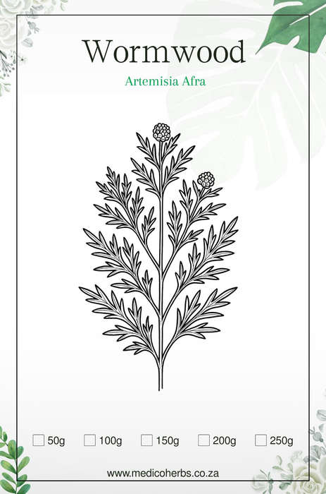 Artemesia Afra Powder 100g