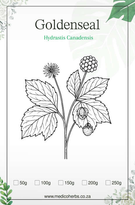 Goldenseal Powder 100g