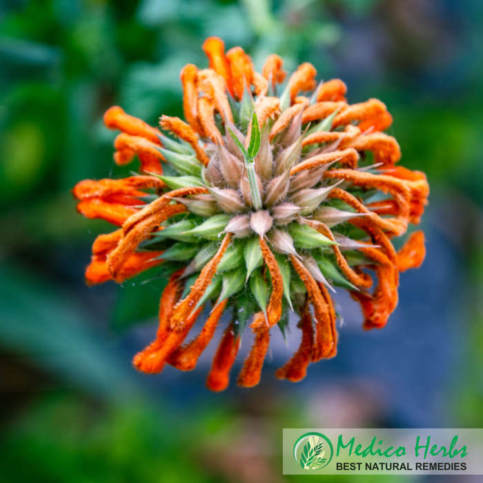 Leonotis Leonurus wild dagga Petals 1kg