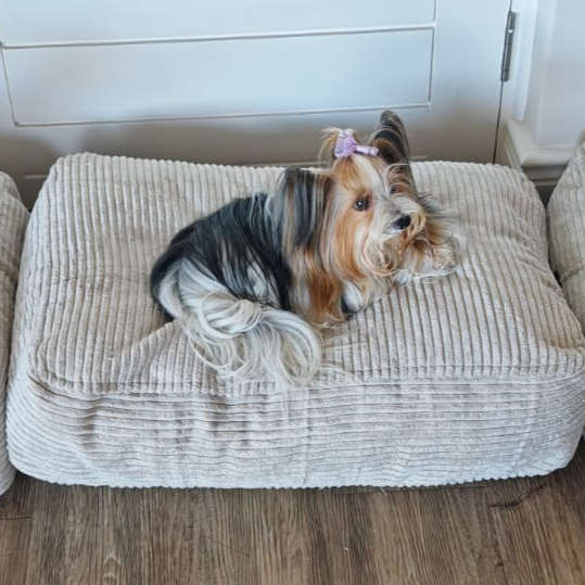 Pooch Pads