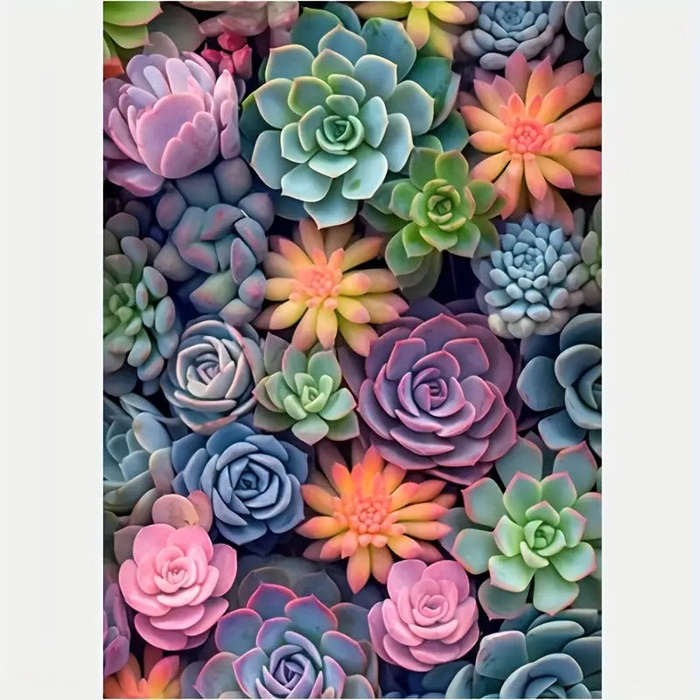 Colourful succulents