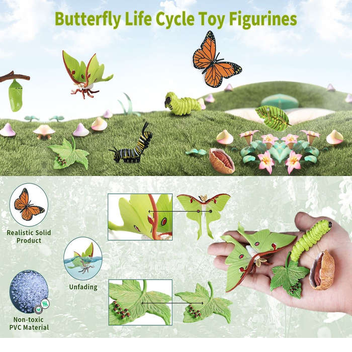 Monarch Butterfly Life Growth Cycle & Actias Ningpoana Montessori Kids Toys