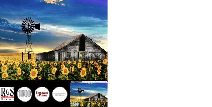 RGS Sunflowers in Clarens 1500pc