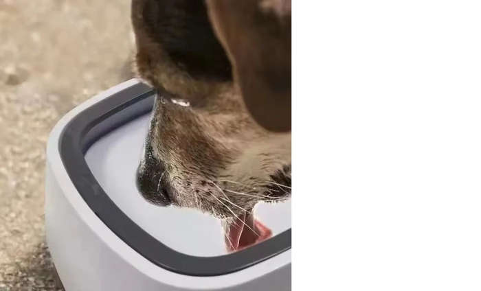 Afrishon World Splash Free Pet Water Bowl
