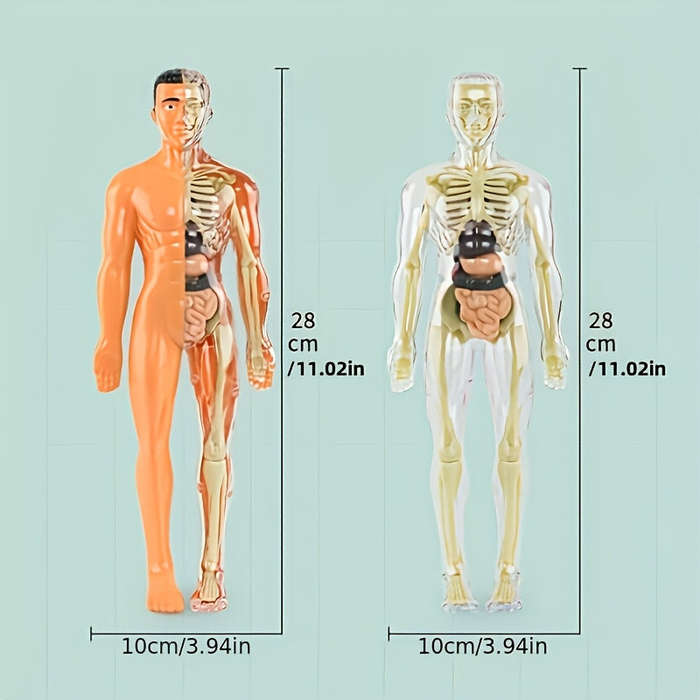 30pcs Human Anatomy Model Set