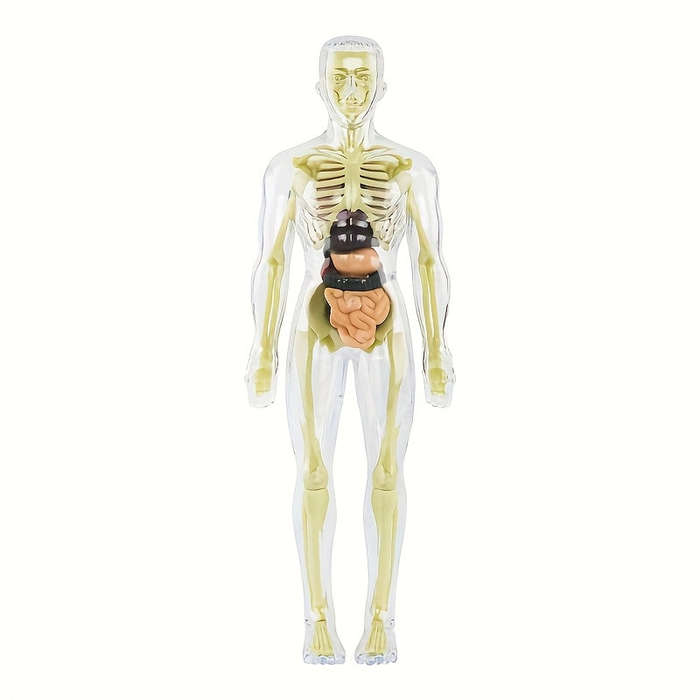 30pcs Human Anatomy Model Set