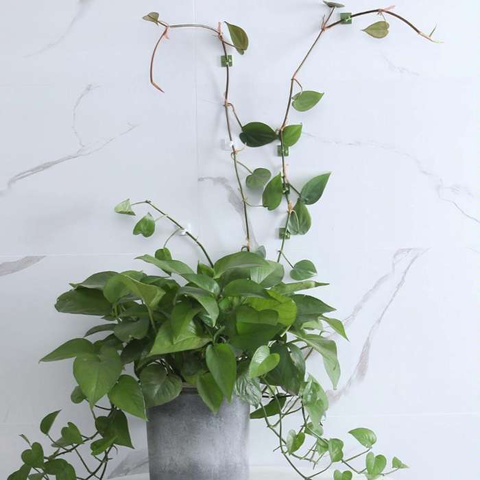 Medium 50pcs Plant Climbing Wall Buckle Vine Traceless Plant Fixer Self-Adhesive Hooks(Green)