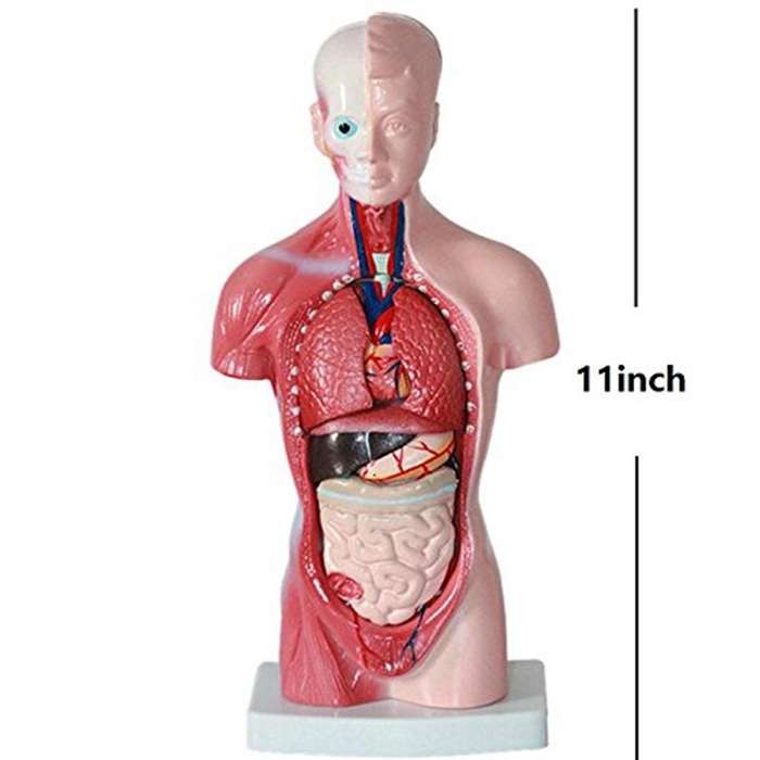 Primary and Secondary Education 26CM Torso Model Human Anatomy Organ Structure Model(As Show)