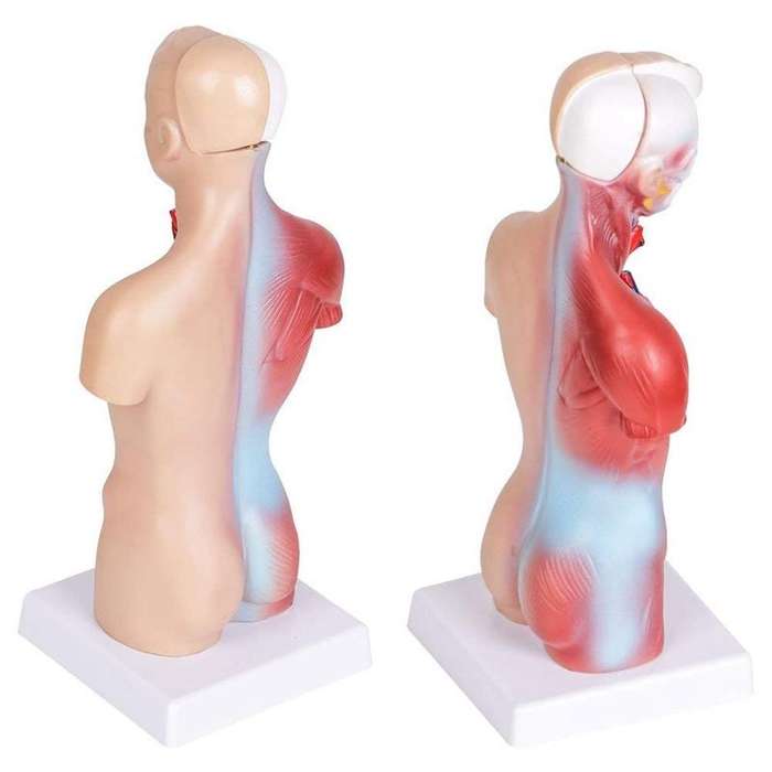 Primary and Secondary Education 26CM Torso Model Human Anatomy Organ Structure Model(As Show)