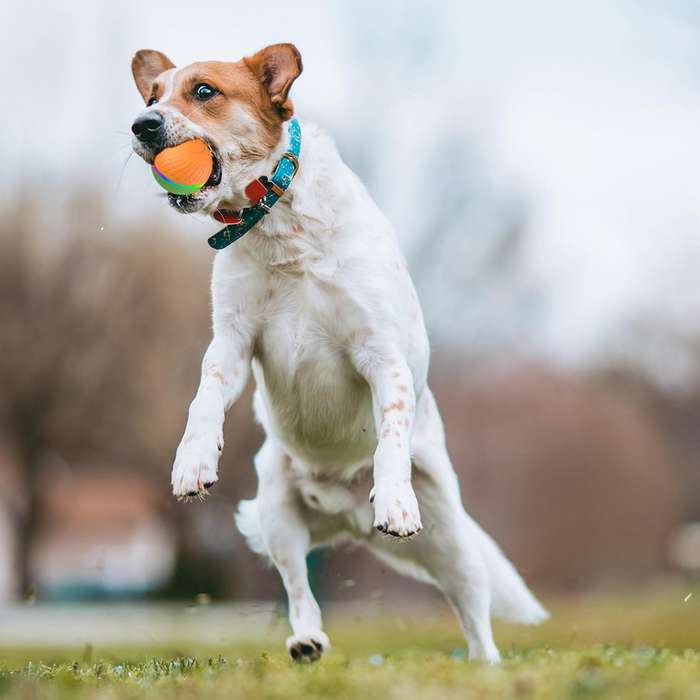 O3 8.5cm Intelligent Auto Pet Toy Dog Training Luminous Ball with Radar Trigger(Yellow+Blue)