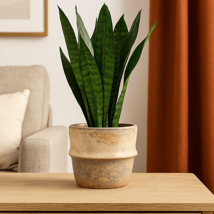 Ceramic Pot - Rustic Beige Colours